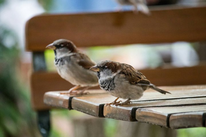 Sparrows on a bench
